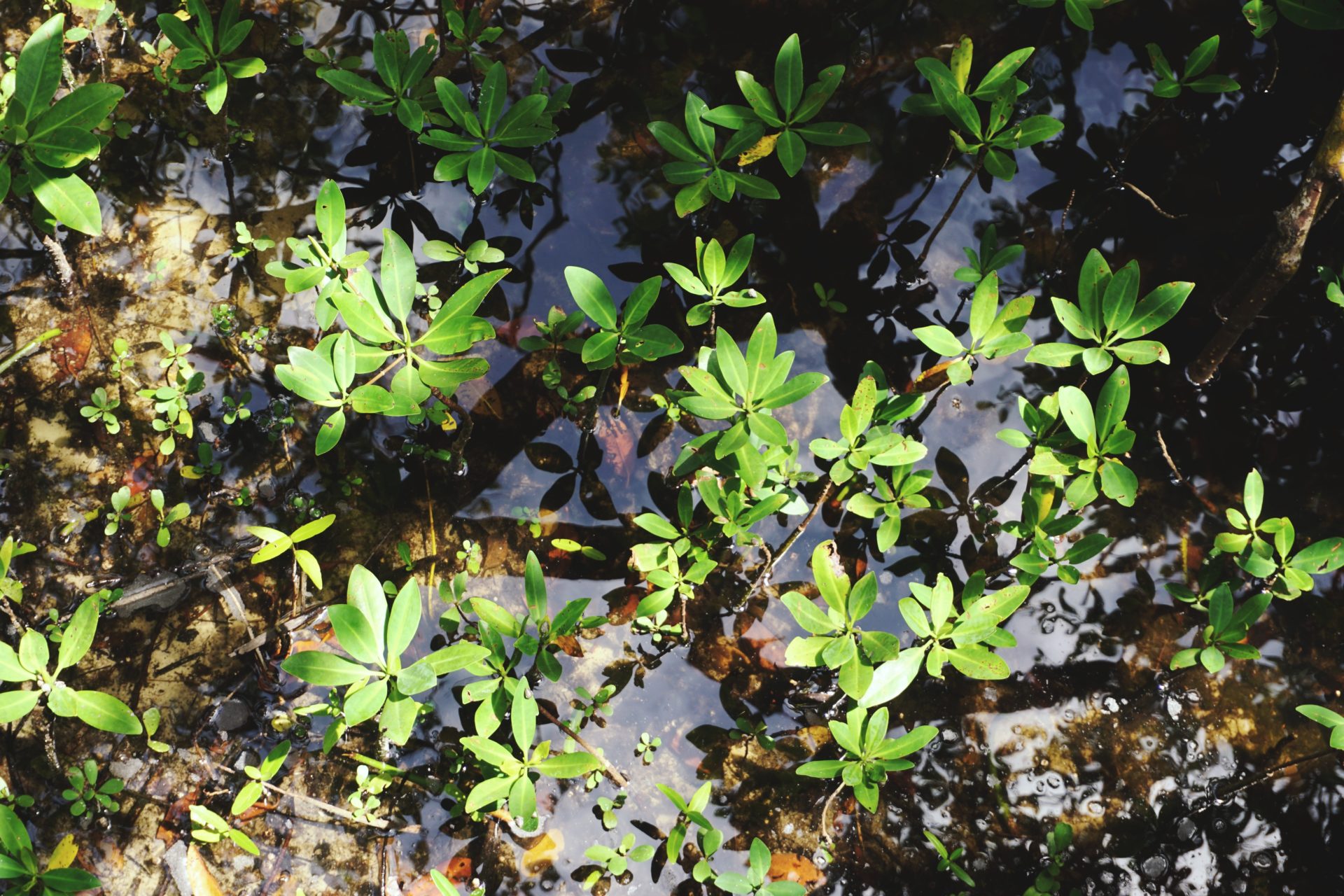 the-tampa-bay-estuary-program-vPqAqEr1G6k-unsplash